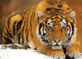 Rusia Kazajistán acuerdo tigre Amur