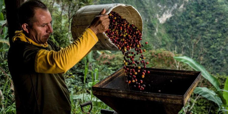 Venezuela crecimiento del 40% café 2025