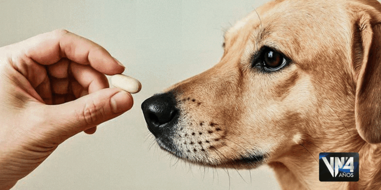 fármacos perros